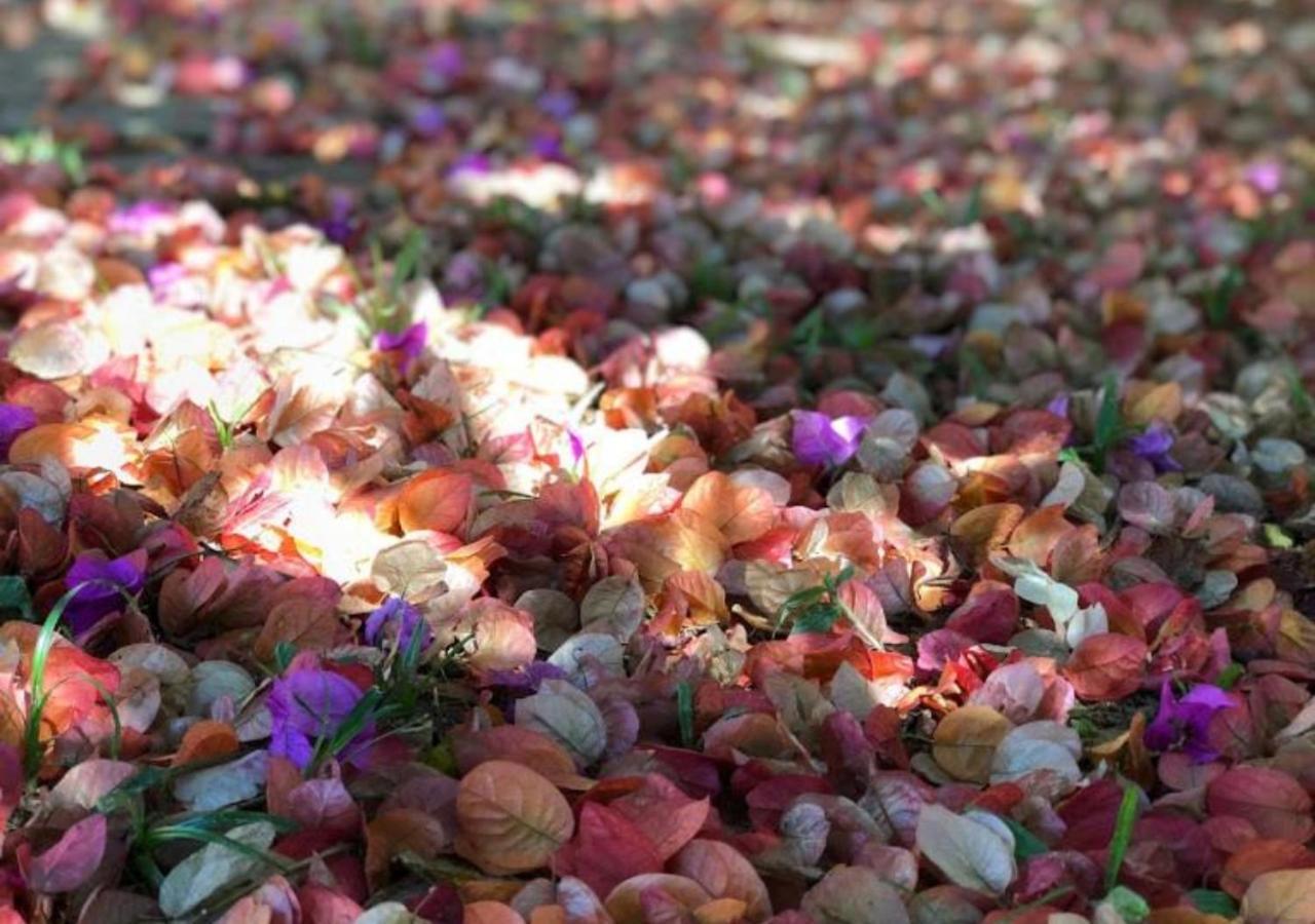 Pousada Halliny Do Rosa Прайя-ду-Роза Экстерьер фото