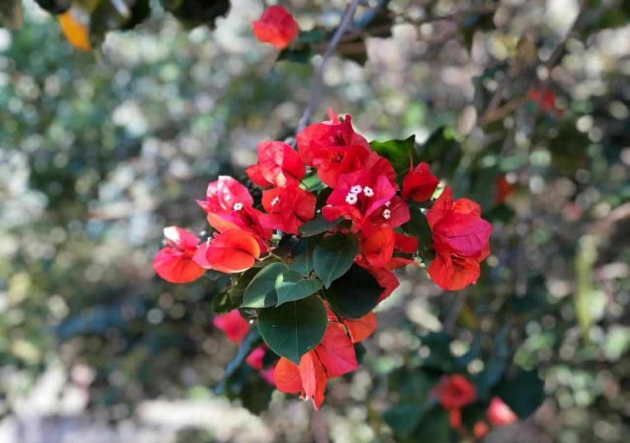 Pousada Halliny Do Rosa Прайя-ду-Роза Экстерьер фото